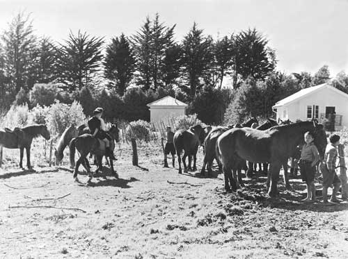 Children and horses, Ruatōria 