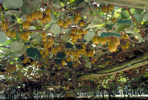 Kiwifruit