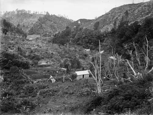 Forest clearance