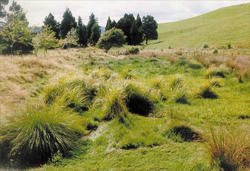 Farm wetlands