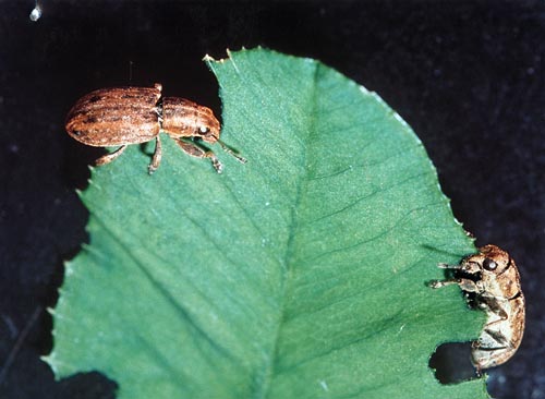 Clover root weevil