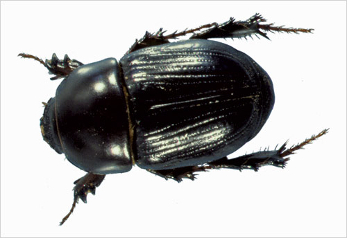 Black beetles