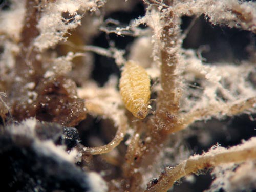 Root aphid
