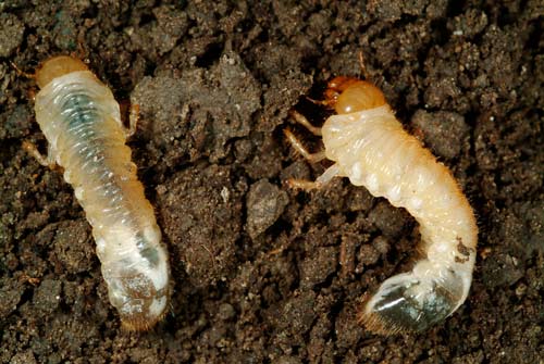 Biological control of grass grubs