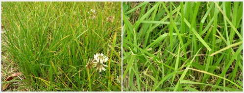 Resistant and non-resistant plants