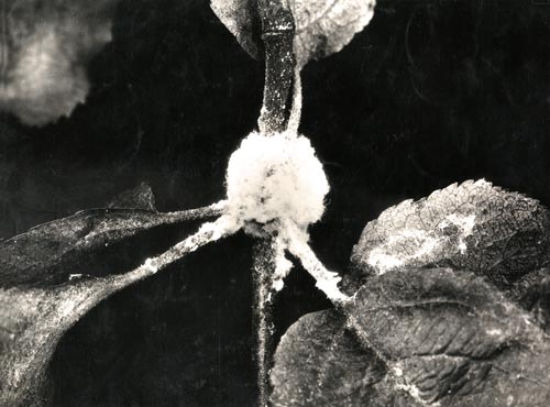 Woolly apple aphid