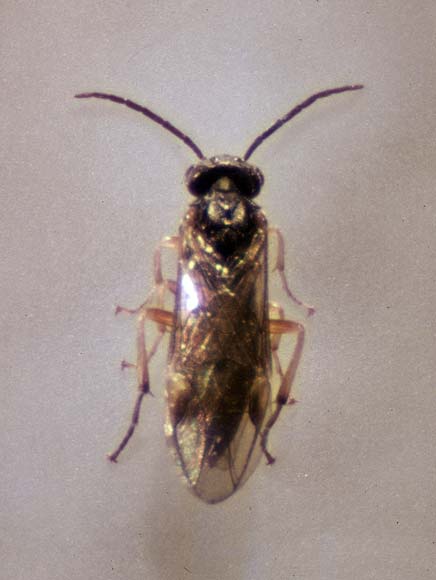 Leaf blister saw fly
