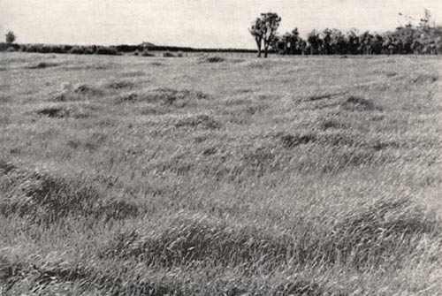 Fertile grassland