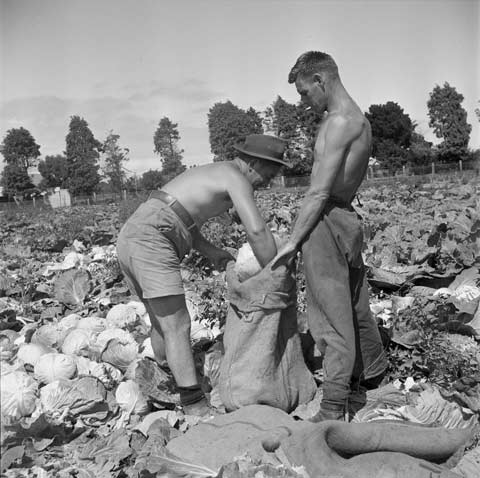 Picking cabbages