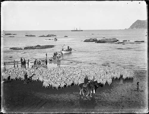 Shipping sheep, Waipiro Bay 