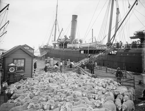 Sheep on the Nelson wharf 