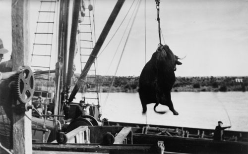 Loading a bullock, Foxton 