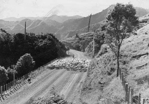 Droving, Gisborne hill country 