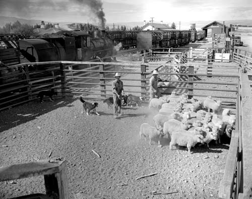 Stockyards, Ōmakau, 1953