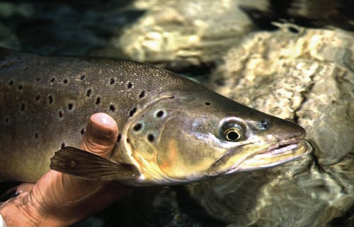 Brown trout 