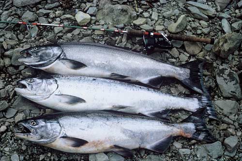 Chinook salmon 