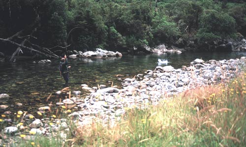 Jumping rainbow trout