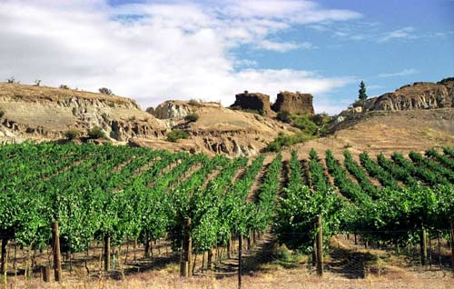 Central Otago vineyard