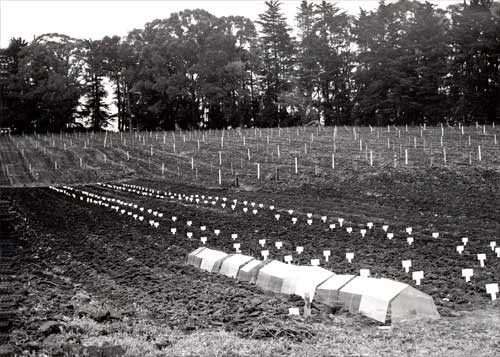 Evaluating rootstocks, Te Kauwhata, 1953