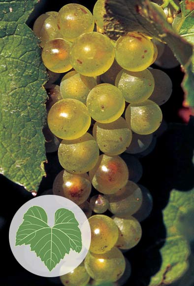 Chardonnay grapes 