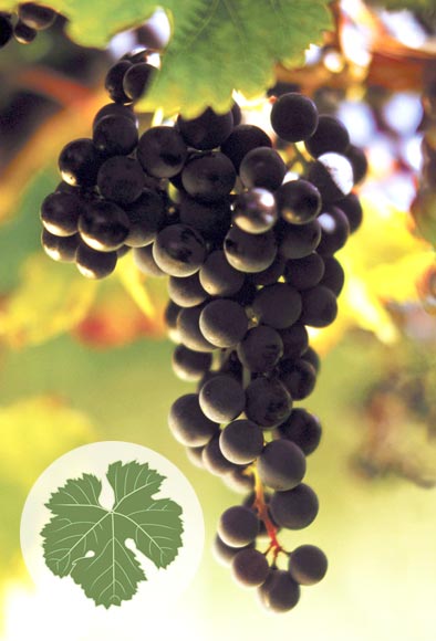 Merlot grapes 