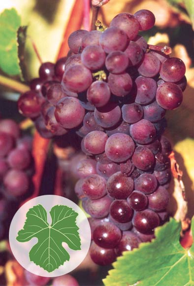 Pinot gris grapes 