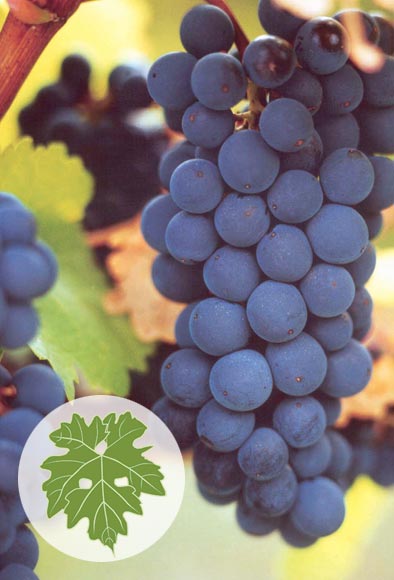 Cabernet sauvignon grapes 