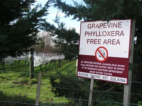 Wairarapa phylloxera free area