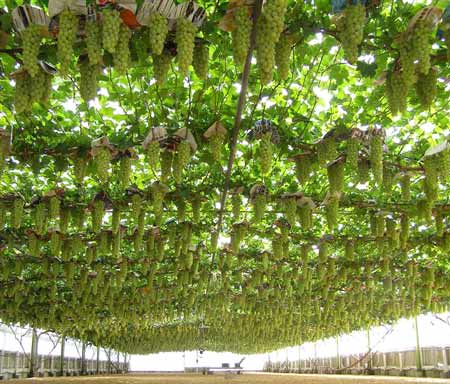 Export-quality table grapes