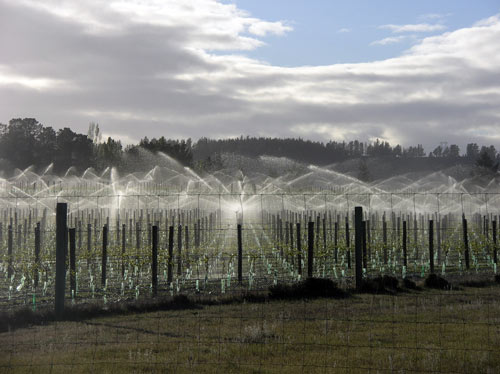 Frost sprinklers 
