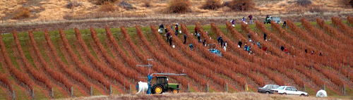 Hand-harvesting 