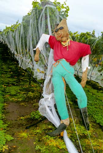 Scarecrow and nets