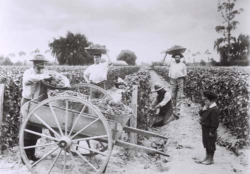 Marist brothers' vineyard