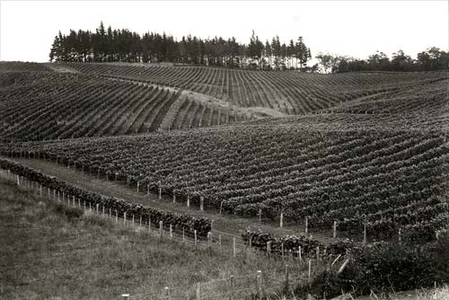 Te Kauwhata research vineyard