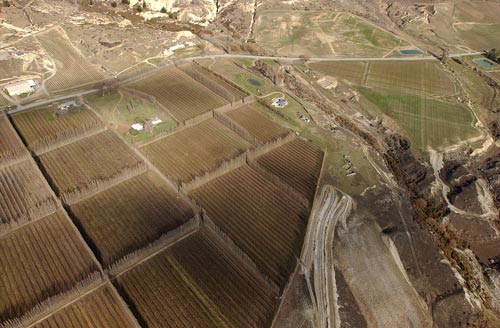 Vineyards at Bannockburn