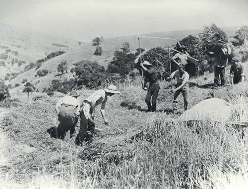 Threshing grass seed