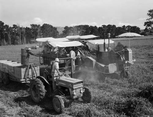 Massey Ferguson tractor 