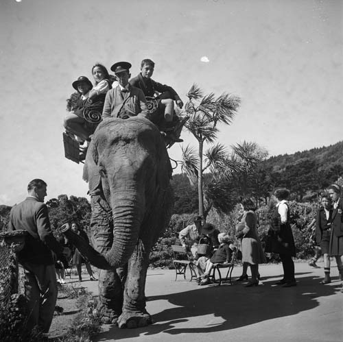 Elephant ride