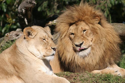 Lions 