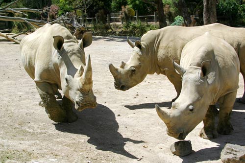 White rhinoceros 