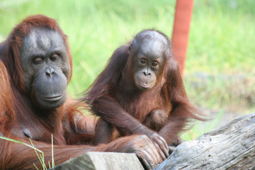 Orang-utans 