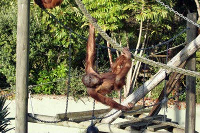Bornean orang-utans