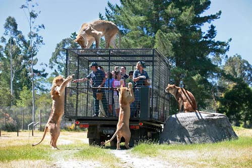 Lion encounter