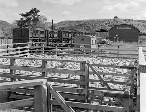 Turakina station, 1951 
