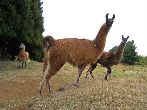 Llamas 