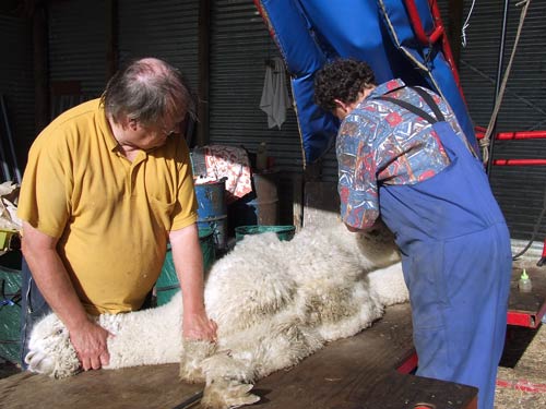 Alpaca shearing