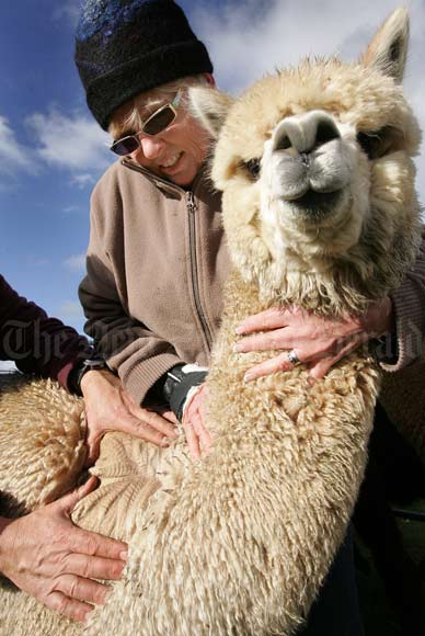 Alpaca fibre