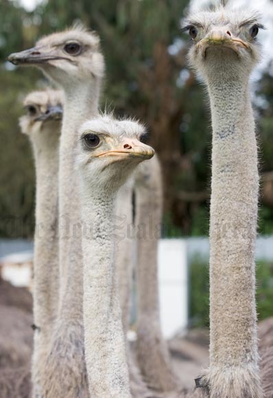 Ostriches 