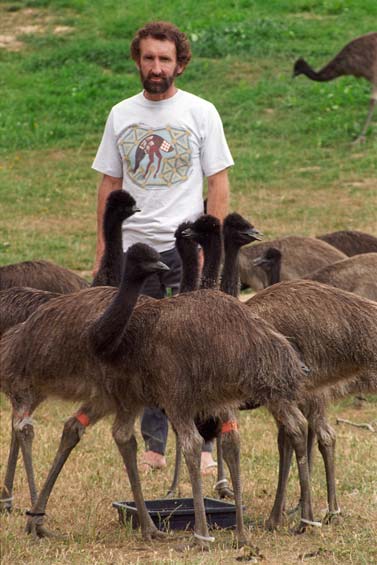 Emu chicks 