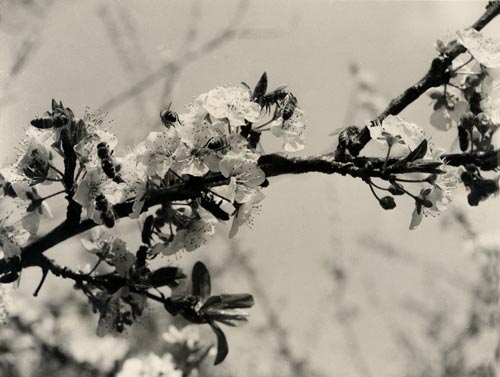 Sugared plum blossoms